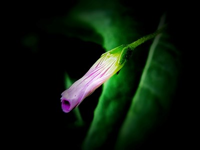 【時光正好】+靜待花開