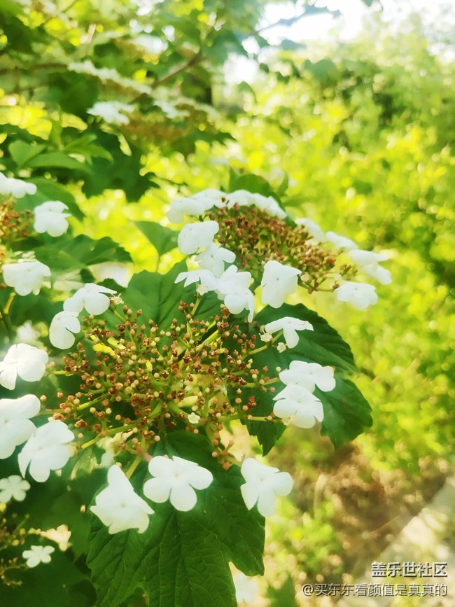 【你好夏天】夏天野花開，哎呦還有蜻蜓少見了