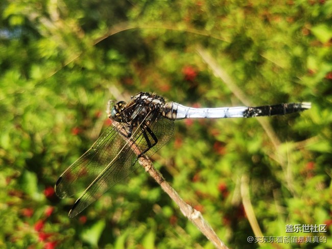 【你好夏天】夏天野花開，哎呦還有蜻蜓少見了