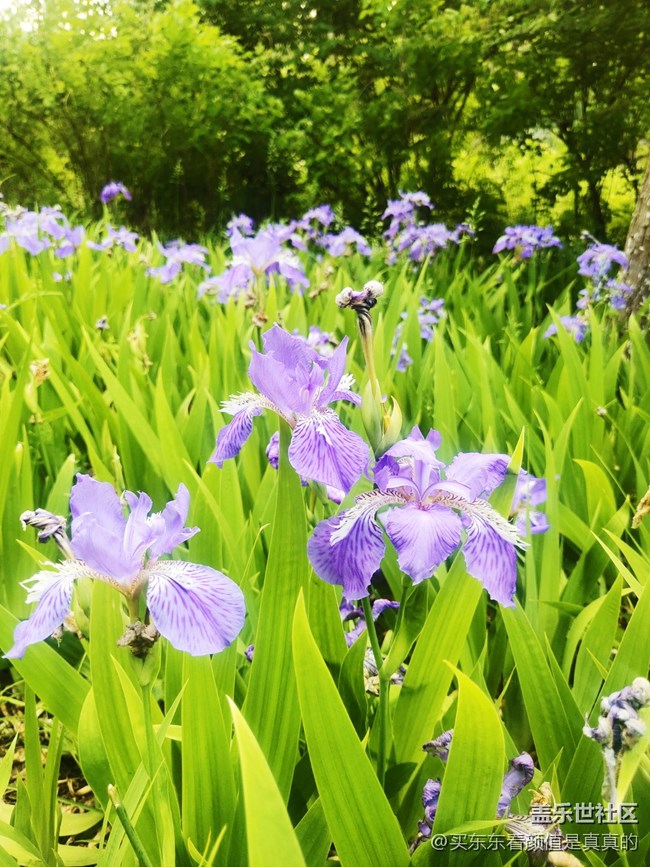【你好夏天】夏天野花開，哎呦還有蜻蜓少見了