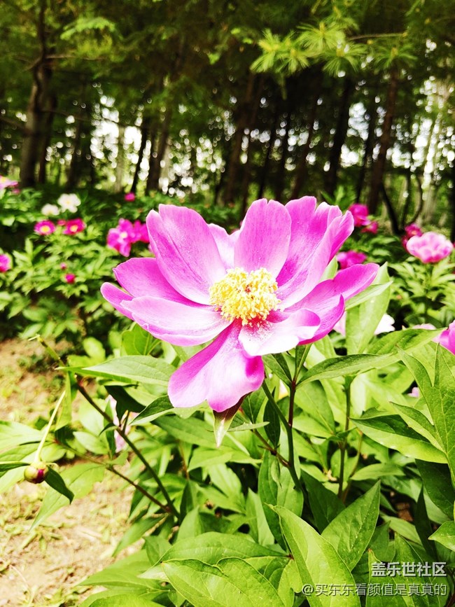 【你好夏天】夏天野花開，哎呦還有蜻蜓少見了