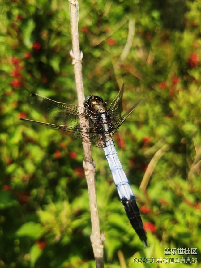 【你好夏天】夏天野花開，哎呦還有蜻蜓少見了
