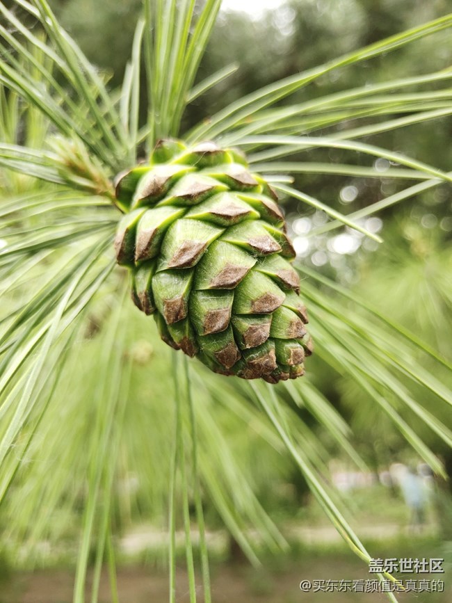 【你好夏天】夏天野花開，哎呦還有蜻蜓少見了
