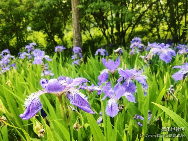 【你好夏天】夏天野花開，哎呦還有蜻蜓少見了