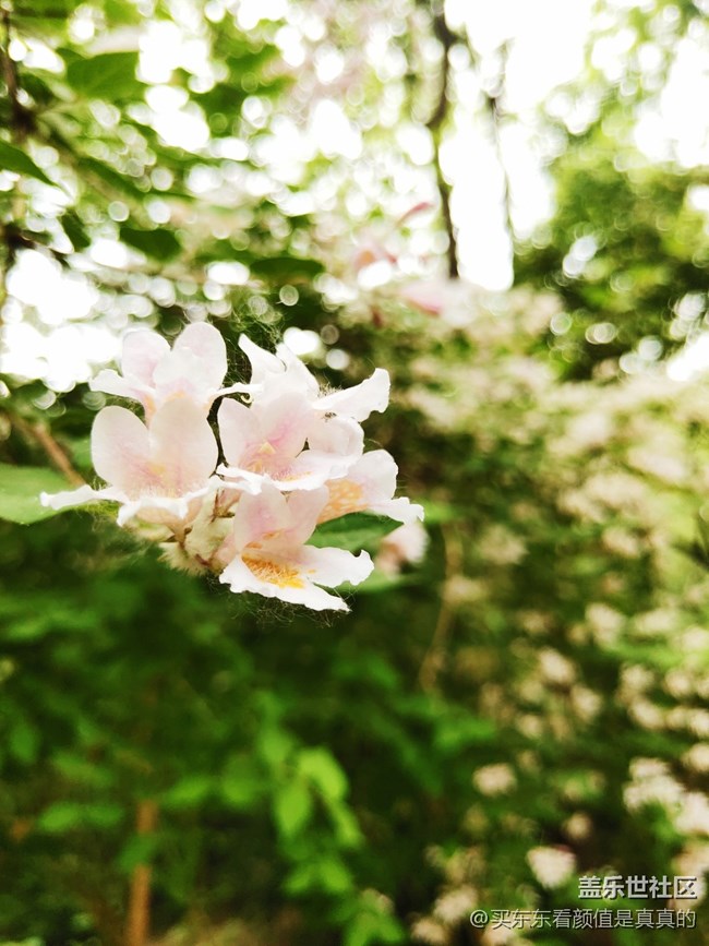 【你好夏天】夏天野花開，哎呦還有蜻蜓少見了
