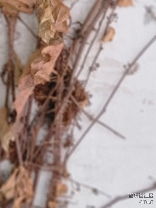 【你好夏天】+爬山虎