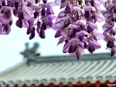 【生活的地方】園中紫藤花