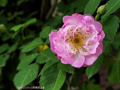 Galaxy S22Ultra    蔷薇花语