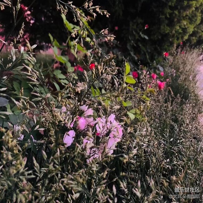 【你好夏天】夏日溫柔