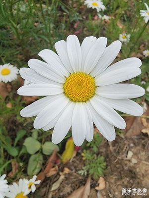 太陽花