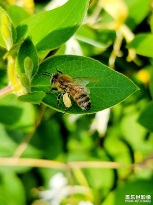 公園隨手拍