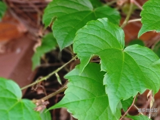 #五月，你好——那一抹綠