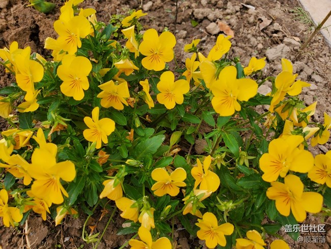 #五月，你好——鮮花