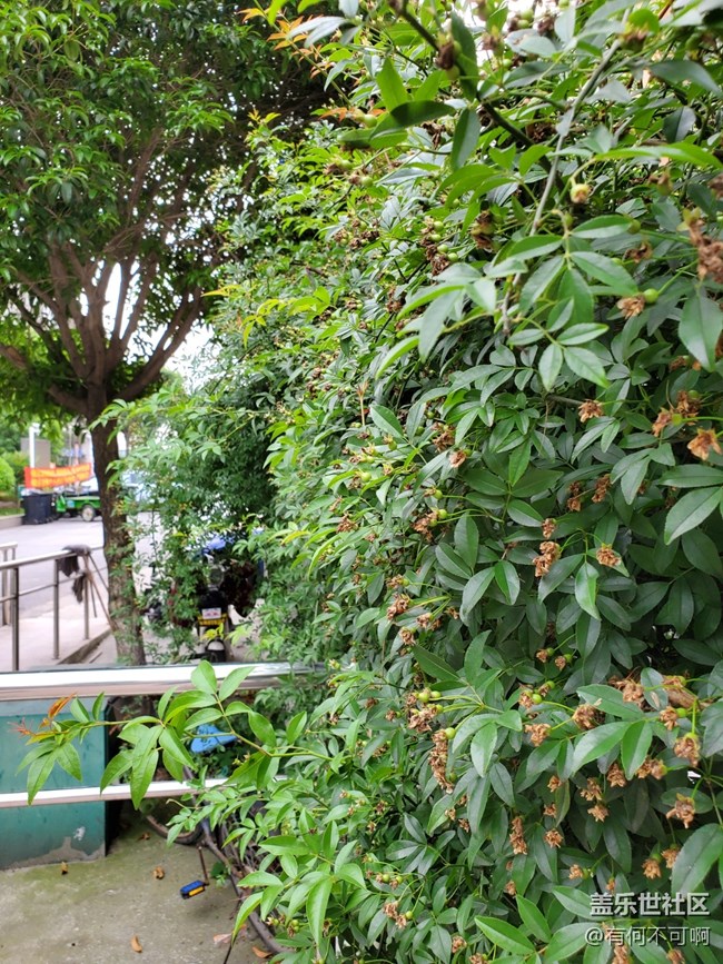 #五月，你好——一面草圍城的墻