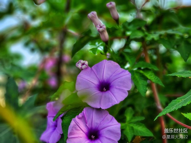 五月，你好——綠葉繁花