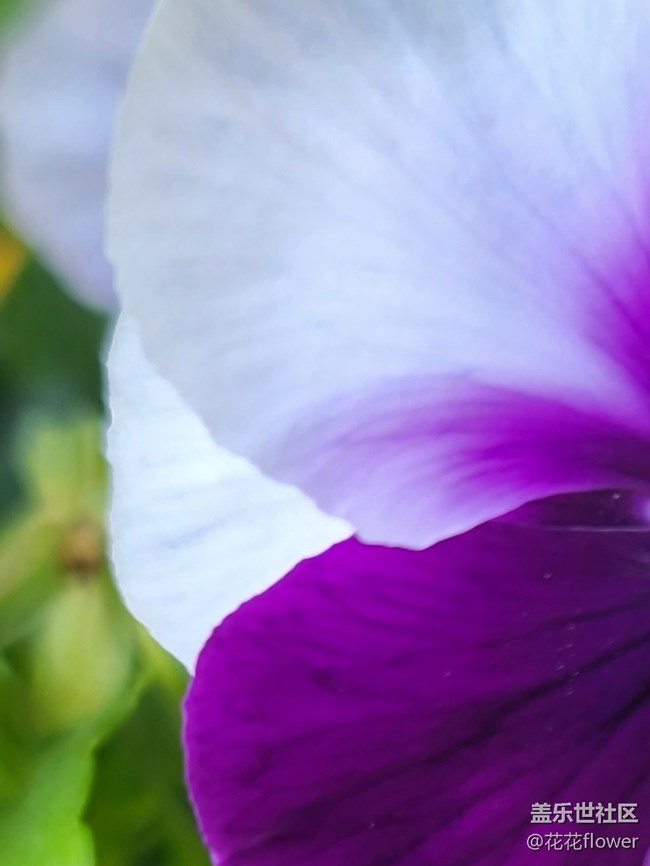 #五月，你好——花兒的配色