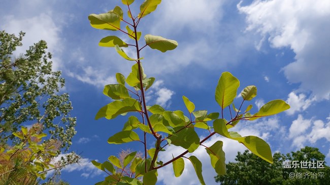 【你好夏天】綠樹(shù)成蔭，草長(zhǎng)鶯飛