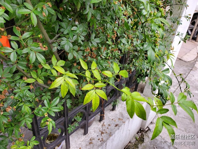 #五月，你好——一面草圍城的墻