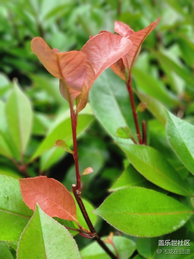 #五月，你好——葉子與螞蟻