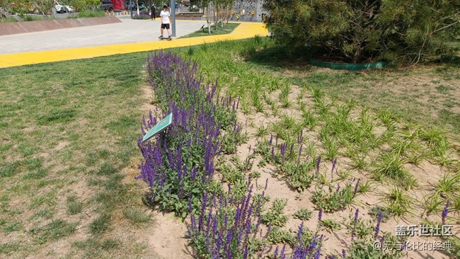 【你好夏天】薰衣草的芬芳