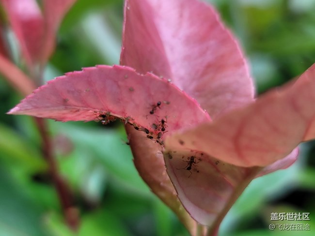 #五月，你好——葉子與螞蟻