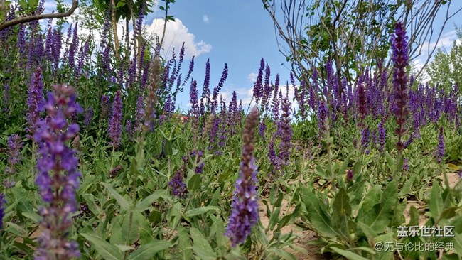 【你好夏天】薰衣草的芬芳