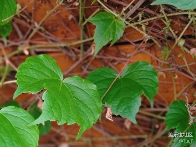 #五月，你好——那一抹綠