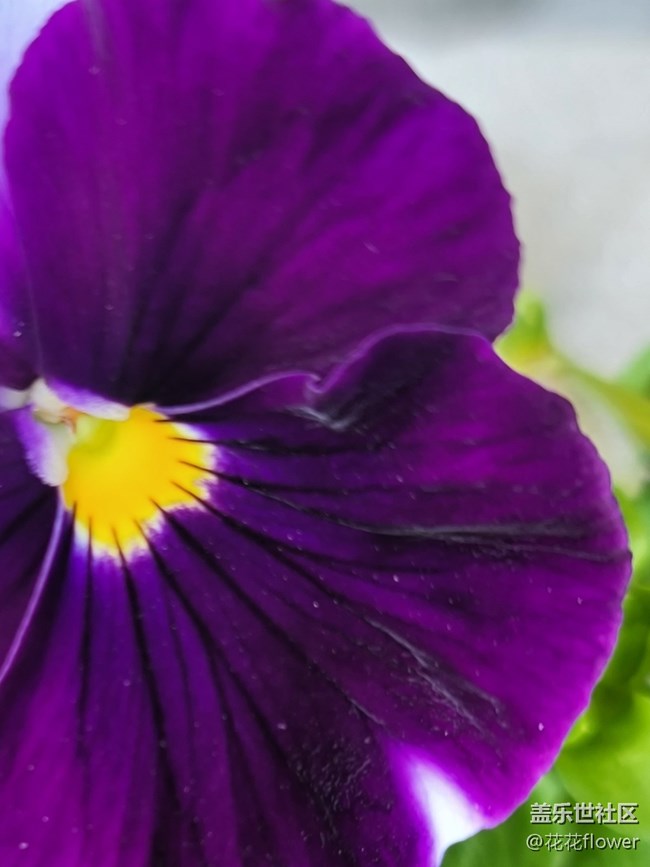 #五月，你好——花兒的配色