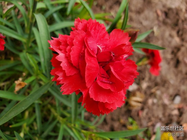 #五月，你好——鮮花