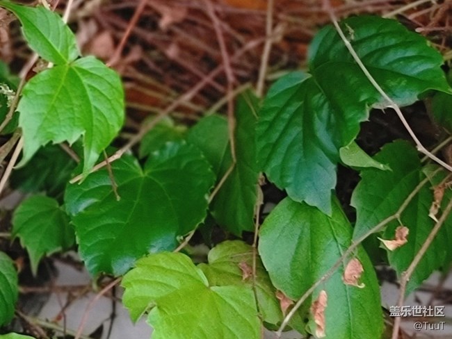 #五月，你好——那一抹綠