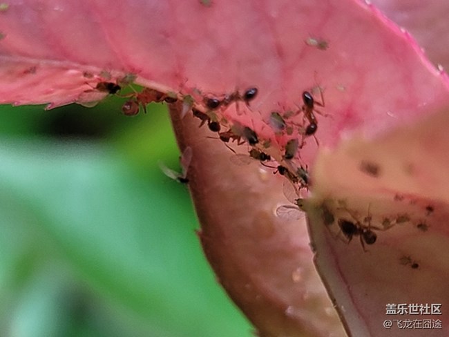 #五月，你好——葉子與螞蟻