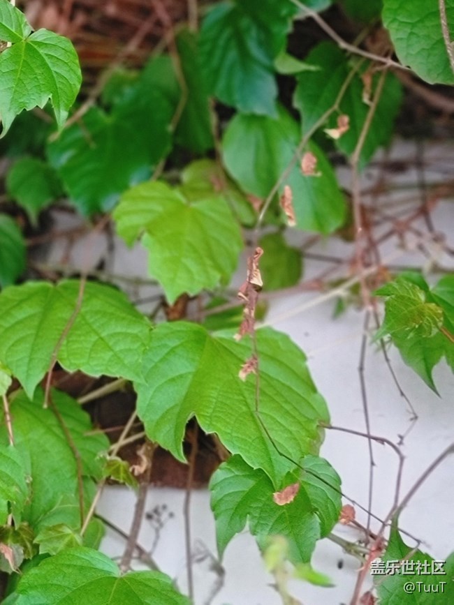 #五月，你好——那一抹綠