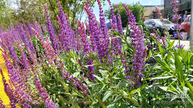 【你好夏天】薰衣草的芬芳