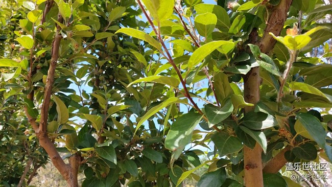 【你好夏天】綠樹(shù)成蔭，草長(zhǎng)鶯飛