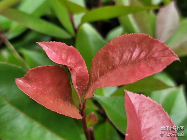 #五月，你好——葉子與螞蟻