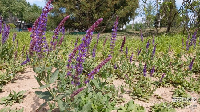 【你好夏天】薰衣草的芬芳