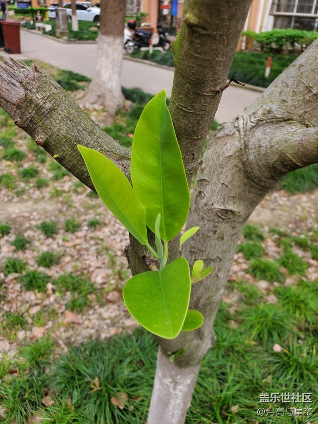 #五月，你好——頑強(qiáng)的樹葉