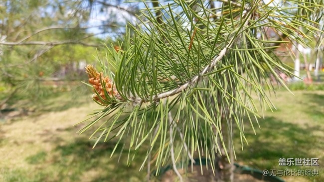 【你好夏天】薰衣草的芬芳
