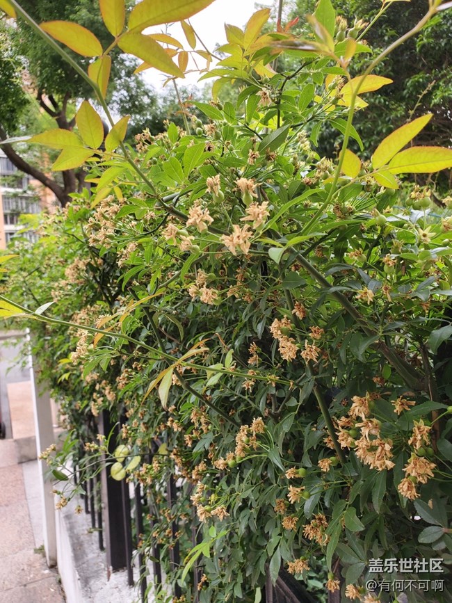 #五月，你好——一面草圍城的墻