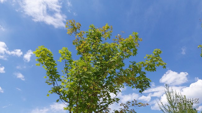 【你好夏天】綠樹(shù)成蔭，草長(zhǎng)鶯飛