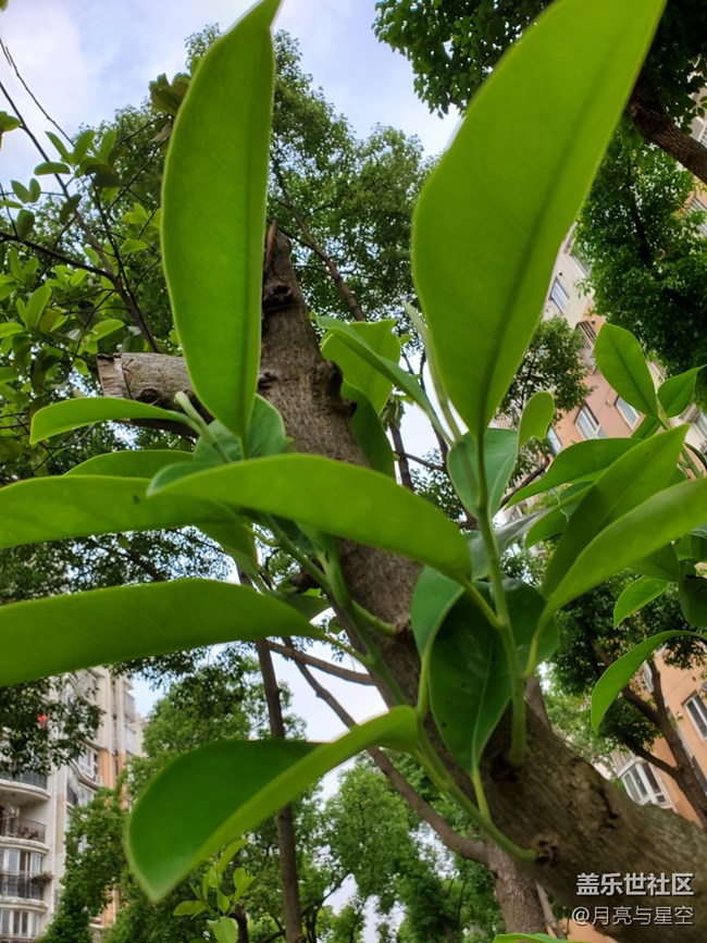 #五月，你好——頑強(qiáng)的樹葉