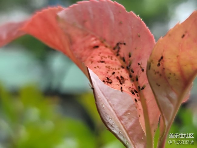 #五月，你好——葉子與螞蟻