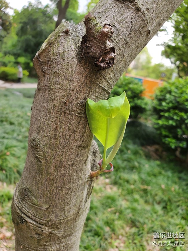 #五月，你好——頑強(qiáng)的樹葉