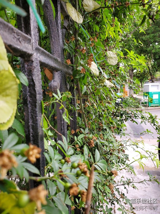 #五月，你好——一面草圍城的墻