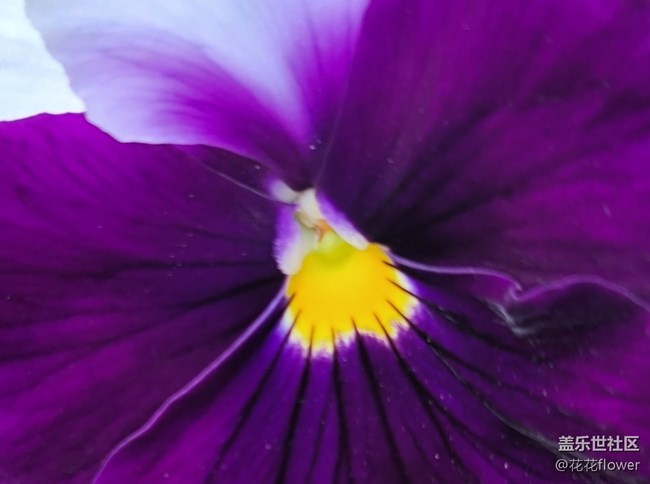 #五月，你好——花兒的配色