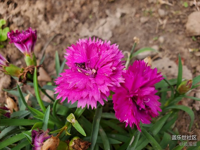 #五月，你好——鮮花