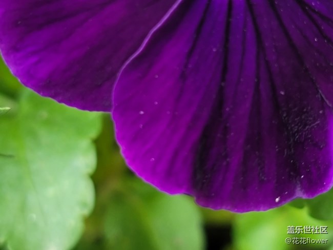 #五月，你好——花兒的配色