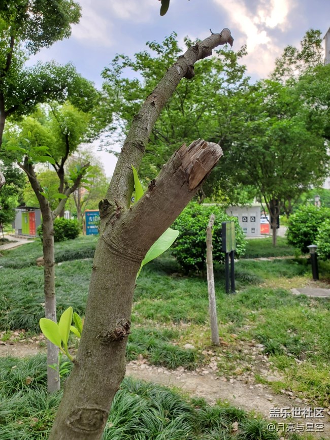 #五月，你好——頑強(qiáng)的樹葉