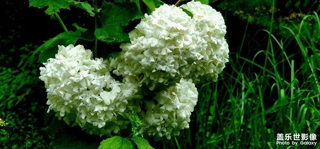 《每周星鮮事》 第104期: 《每周星鮮事》 第104期: