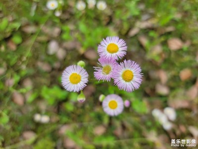 【生活的地方】路邊小花一年蓬
